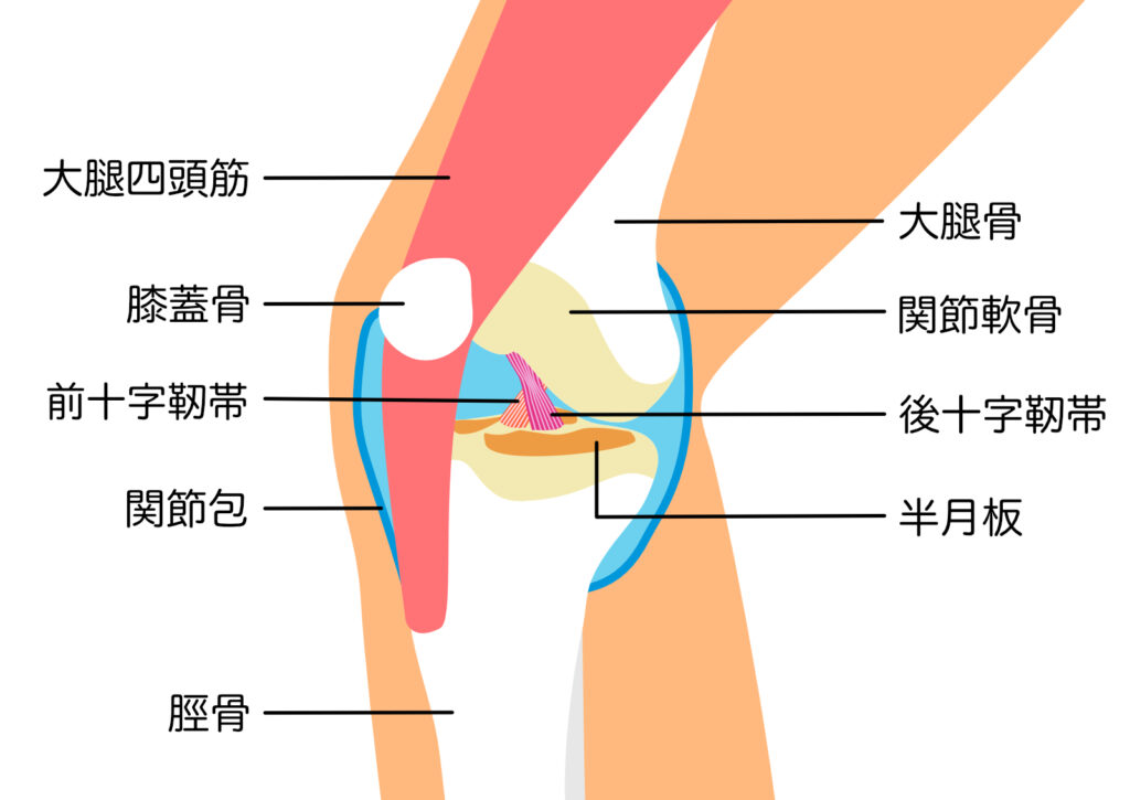 膝の筋肉